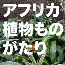 �A�t���J�A�����̂�����